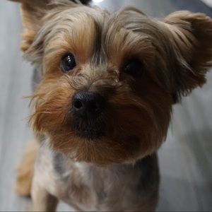 Meet your Posher, Michael